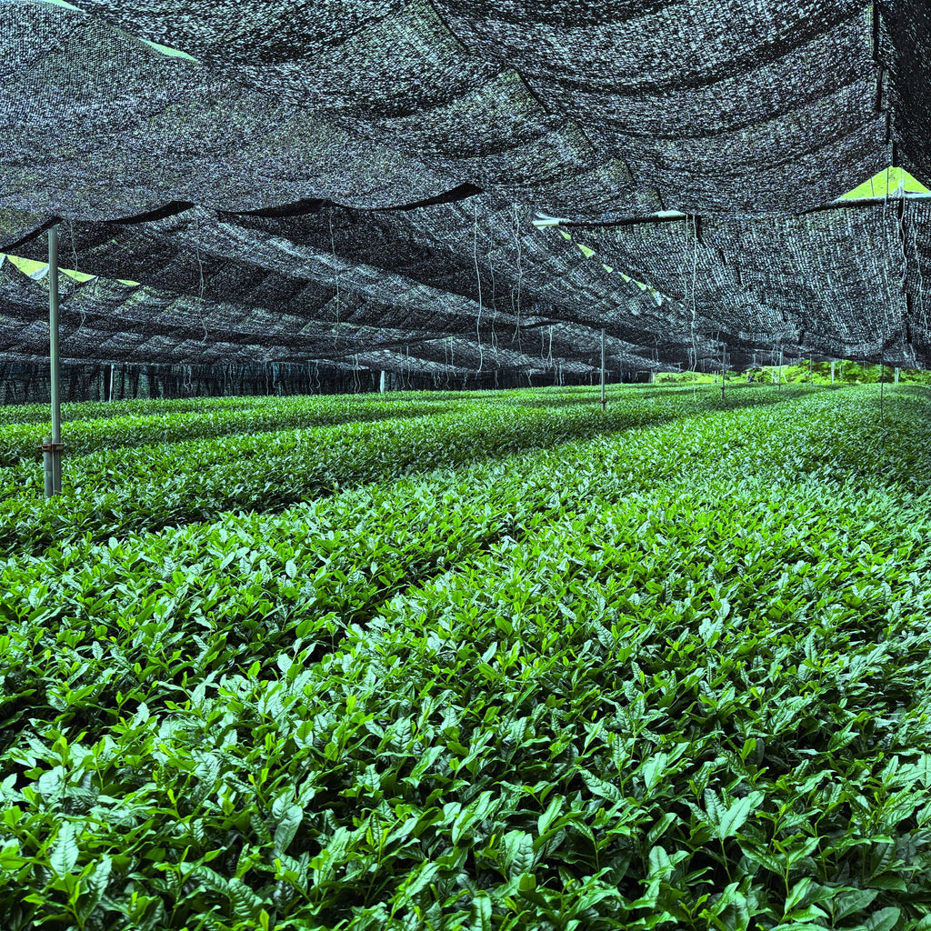 ryokawachi shiro matcha