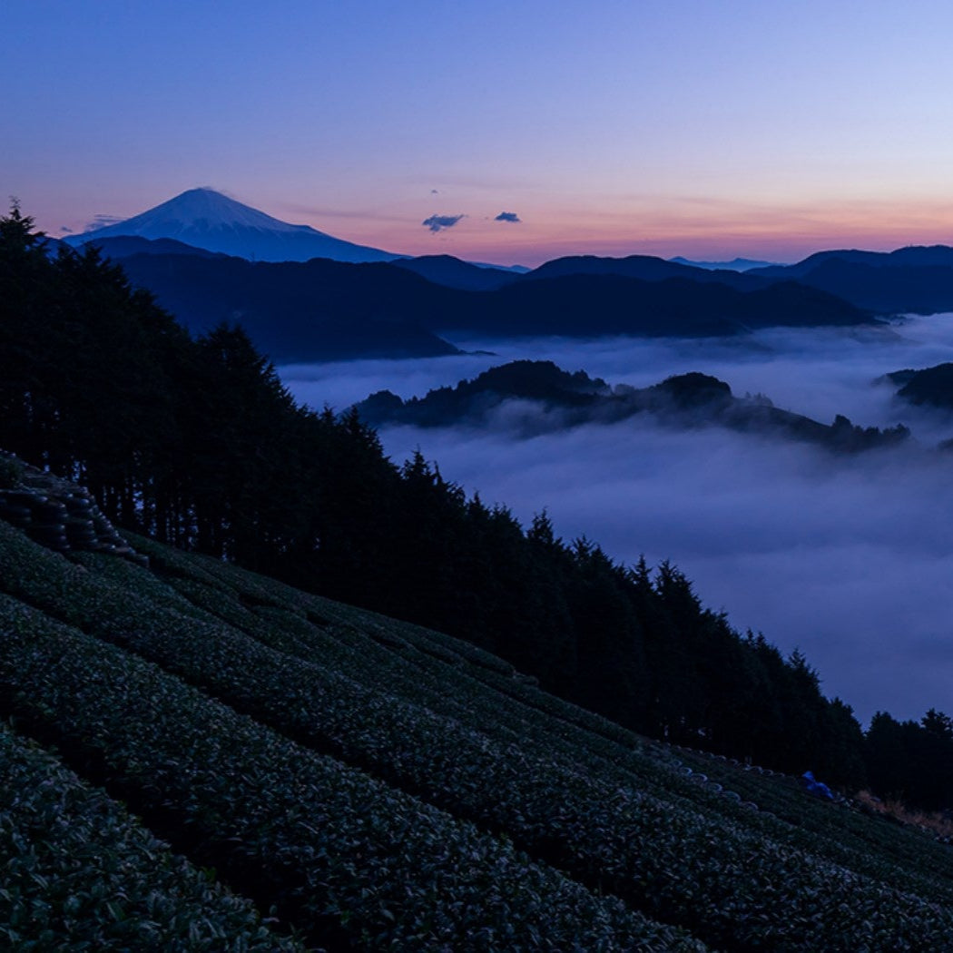 ryokawachi shiro matcha
